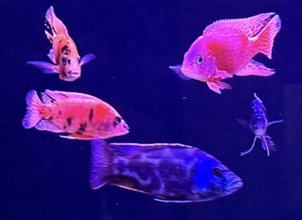 Troco ou vendo Ciclidios Africanos