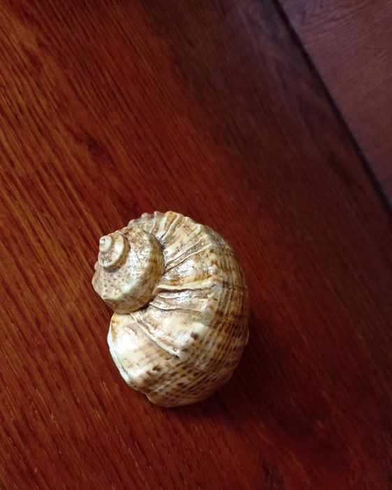 Продам ропана ракушка морська