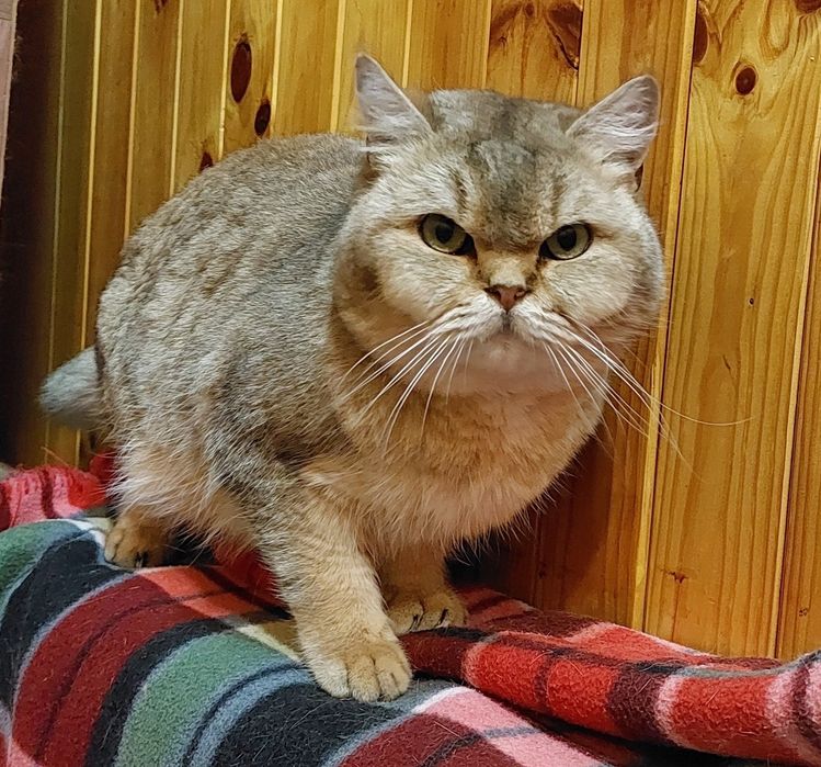Вязка. Кот Золота шиншилла