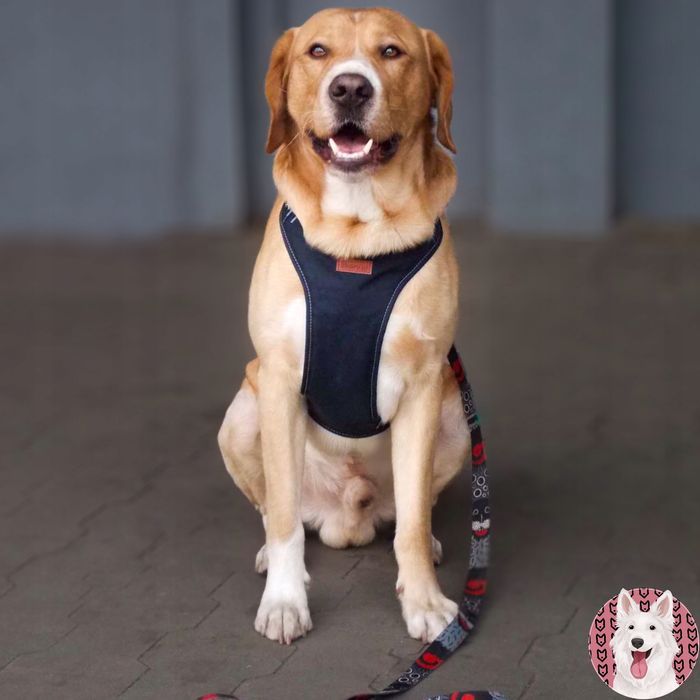 solidna obroża półzaciskowa dla dobermana rottweilera 42-62 cm szara