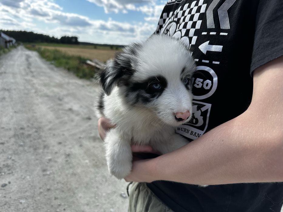Pies Border collie Blue merle z rodowodem