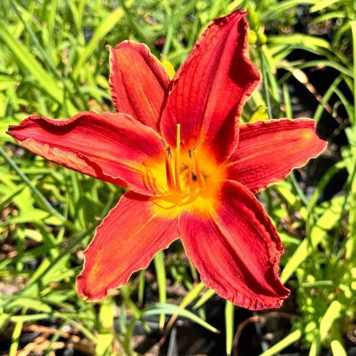 Liliowiec Czerwony 'Torrid' W DONICZCE 2L (Hemerocallis) P13