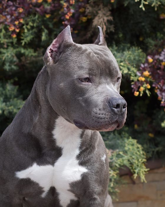 Вязка Амстафф