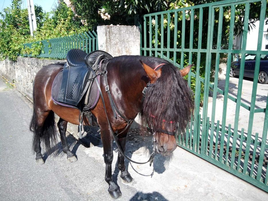 Cavalo Raça Garrano