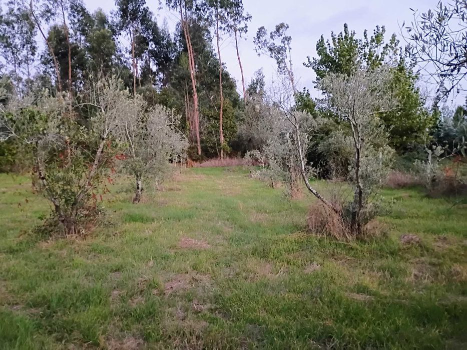 Grande Terreno 2745 M2 - Monte Arcado, Covoes