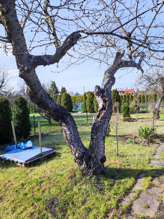 ROD Grudziądz / działka 377 m² domek/ prąd i woda/ - Widok 2