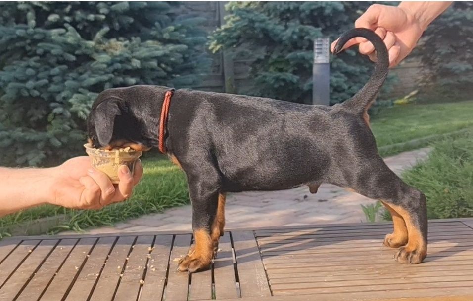 Щенки добермана, цуценята добермана, доберман продам, доставка