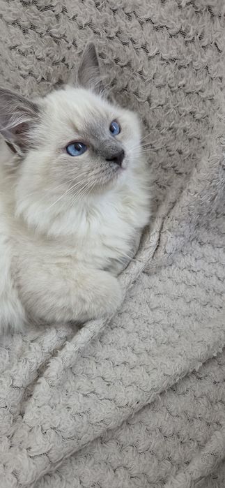 Kocurek rasy Ragdoll