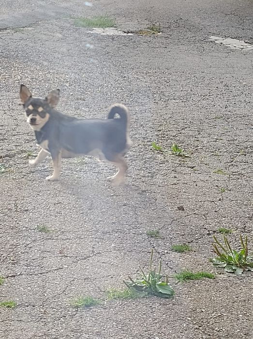 Sprzedam Chihuahua