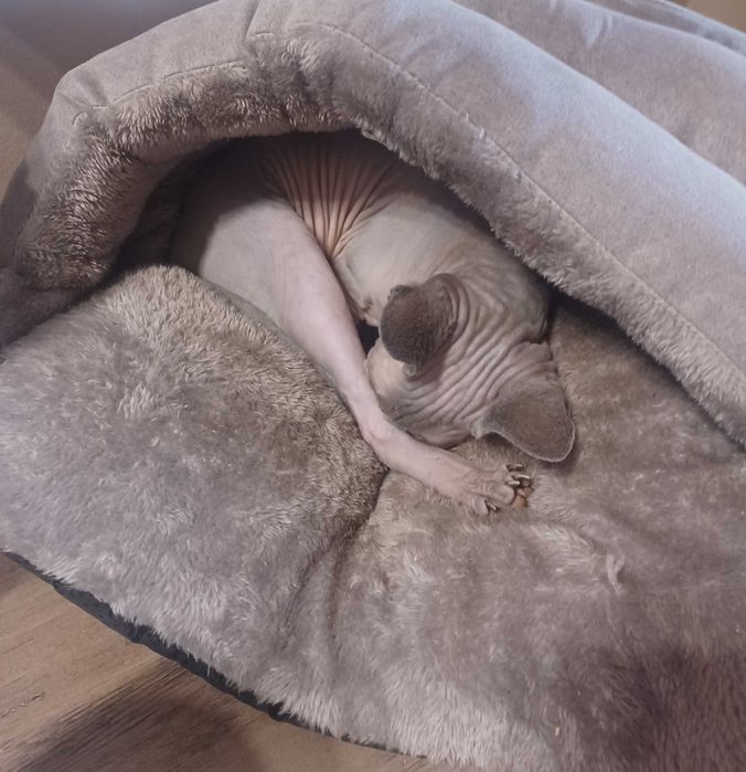 Kotka sfinks 4 letnia