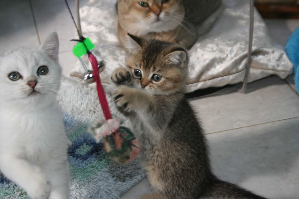 Активний хлопчик золотої шиншилли