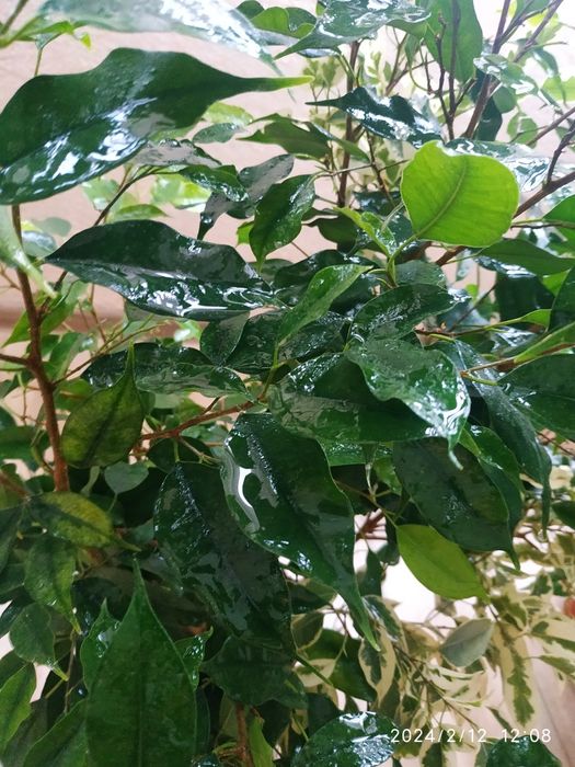 Фікус Бенджамім+Твілайт