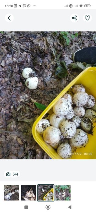 Веселка гриб продам