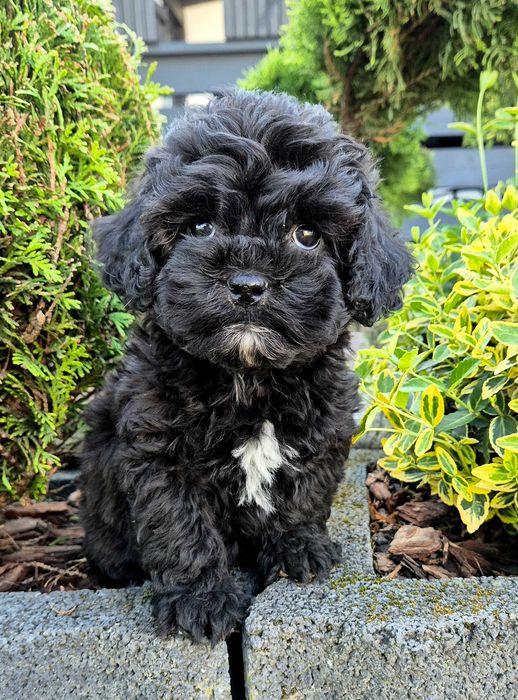 Shihpoo hybryda ras Samica