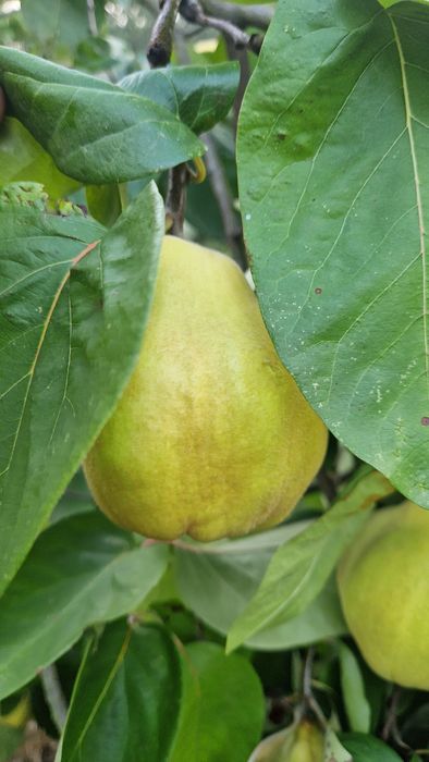 Marmelos  Gamboa