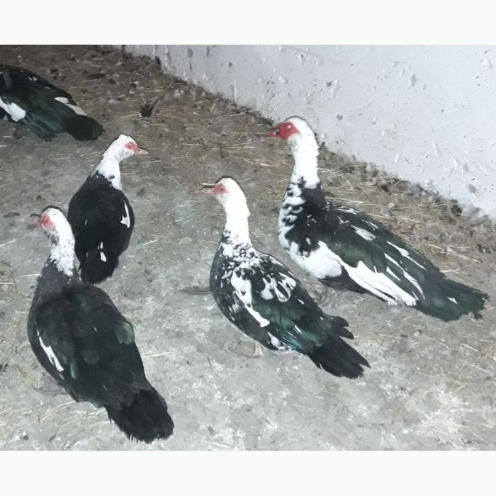 Продам качок мускусних/шипунів/шави