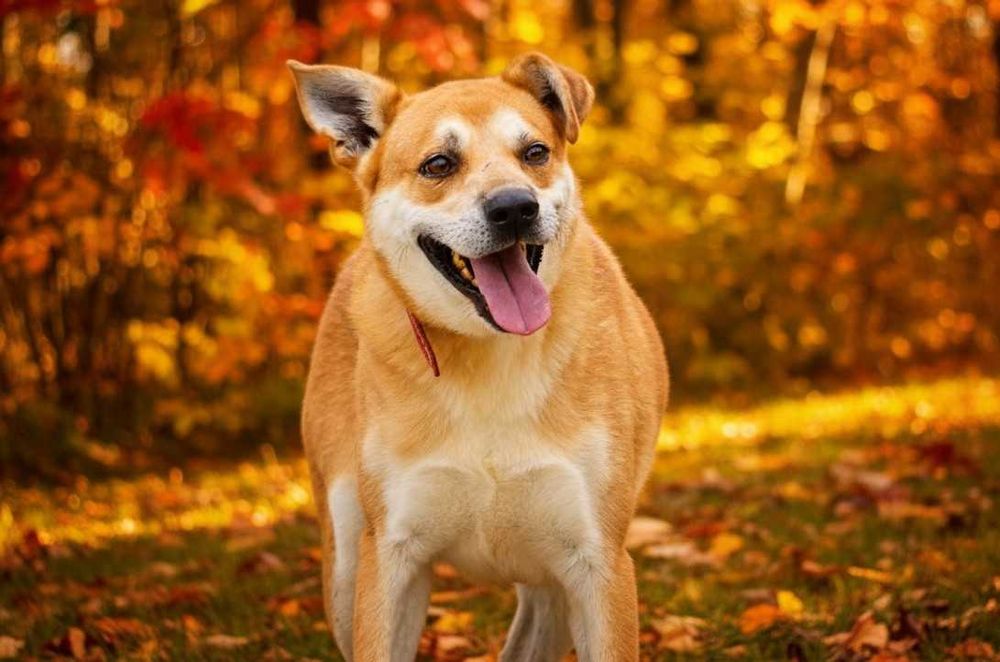 ARAN - piękny, energiczny pies prosi o dom