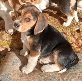 ЦуценятаБігляХерсон