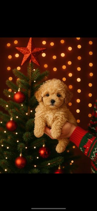 Міні хлопець Teddi face мальтипу., пудель