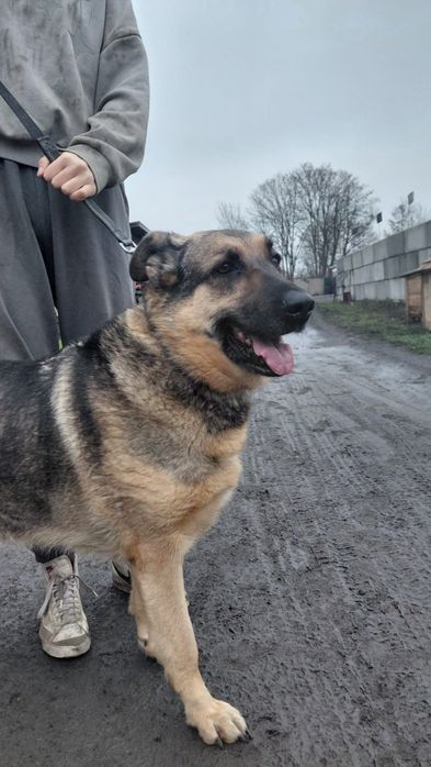 Piesek owczarek niemiecki mieszany