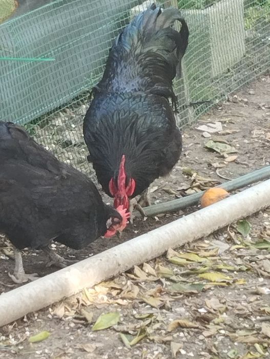 Ovos Jersey, Índio e outras raças