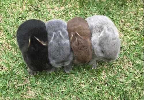 Coelhos anões teddy, mini hôlandes, mini toy, KIT completo