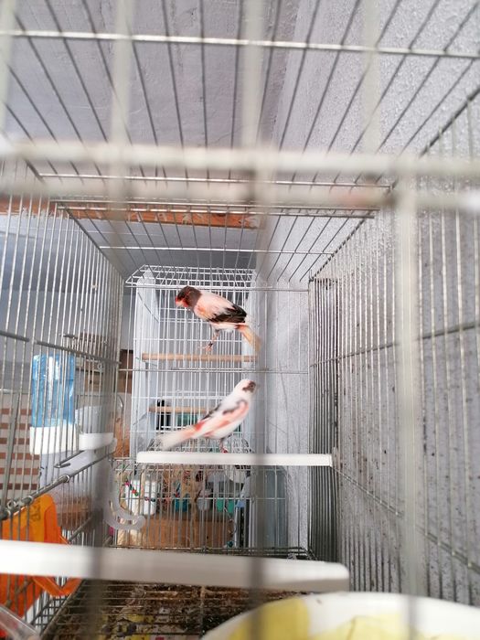 Casais arlequim português