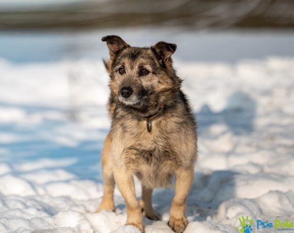 Nieduży, kochany piesek GRANT szuka miłego domku!