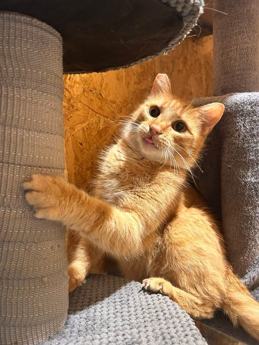 Ruda piękność marzy o swojej rodzinie!