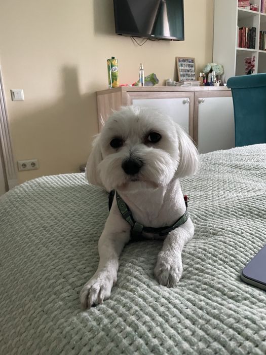 Вʼязка Мальтійська Болонка