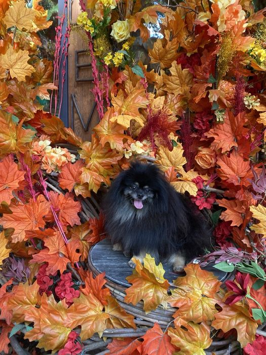Вязка померанский шпиц