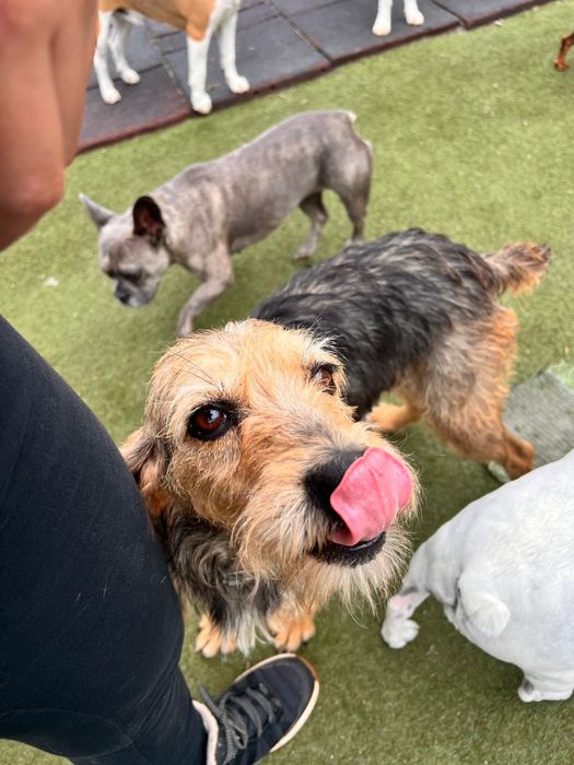 Menina para adoção responsável