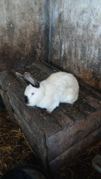 Кролі, кроленята, кітні самки