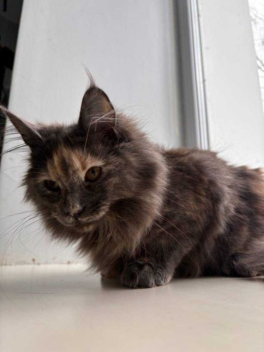 Черепахова дівчинка мейн-кун WCF • ніжна