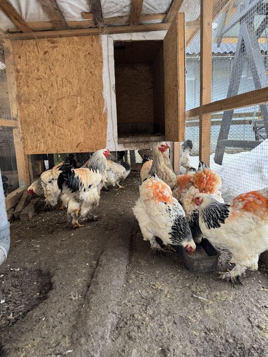 Брама Світла продам когути мають 1 рік