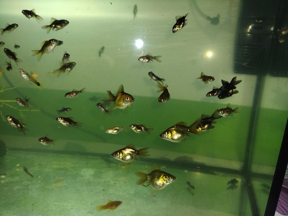 Młode rybki welony XXL