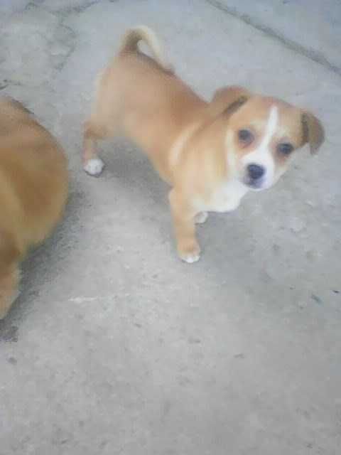 Oddam dwie małe suczki