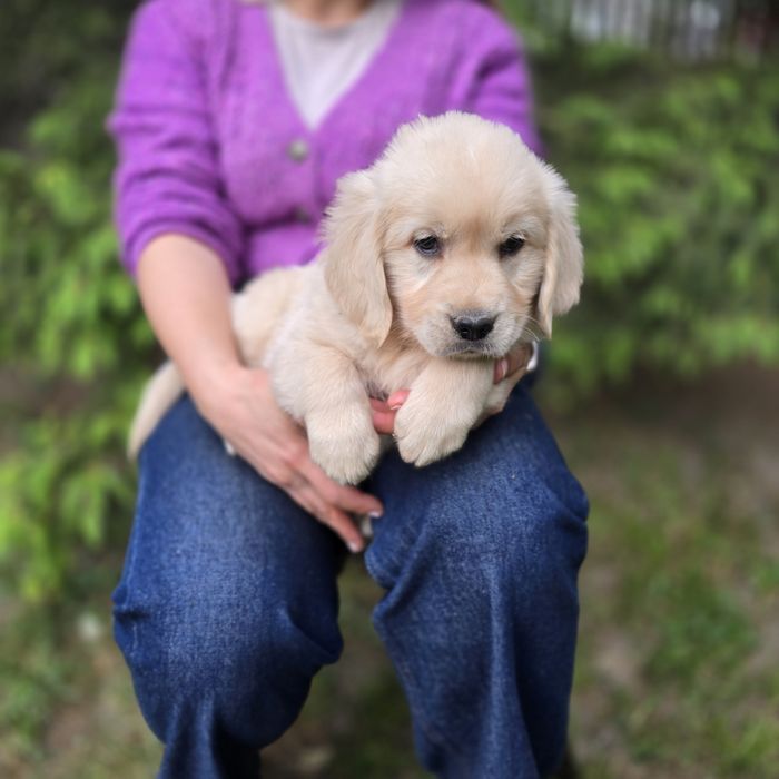 Golden retriever szczeniak