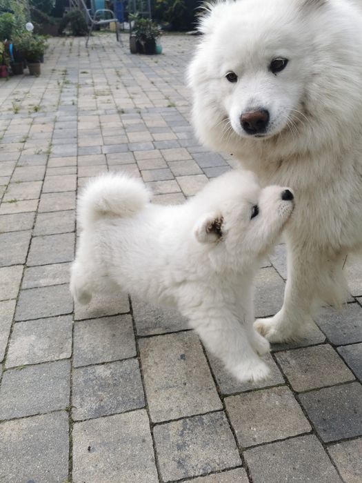 Śliczny  samojed  z rodowodem.  po super rodzicach z zagranicy
