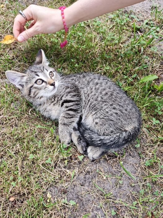 Кошеня в добрі руки