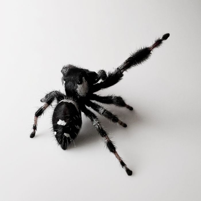 Skakun królewski (Phidippus Regius) Samiec Bahama White