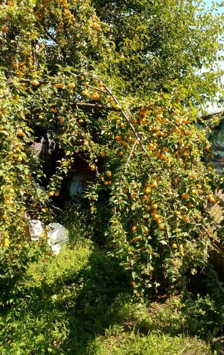 Алича жовта, даром.