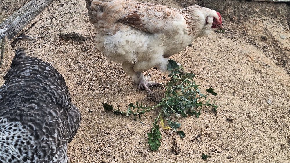Galinha faverolle pura e outra cruzada