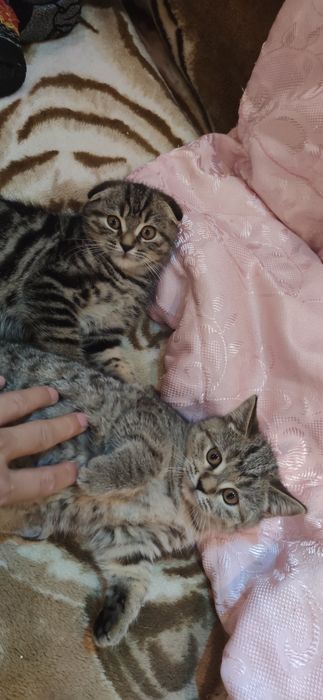 Котята шотландцы