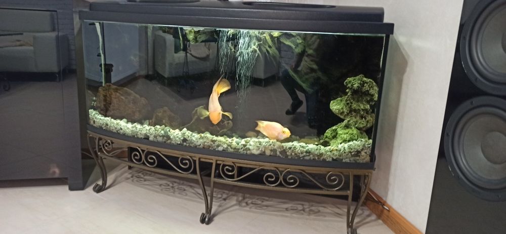 Akwarium 240 litrów z zyciem