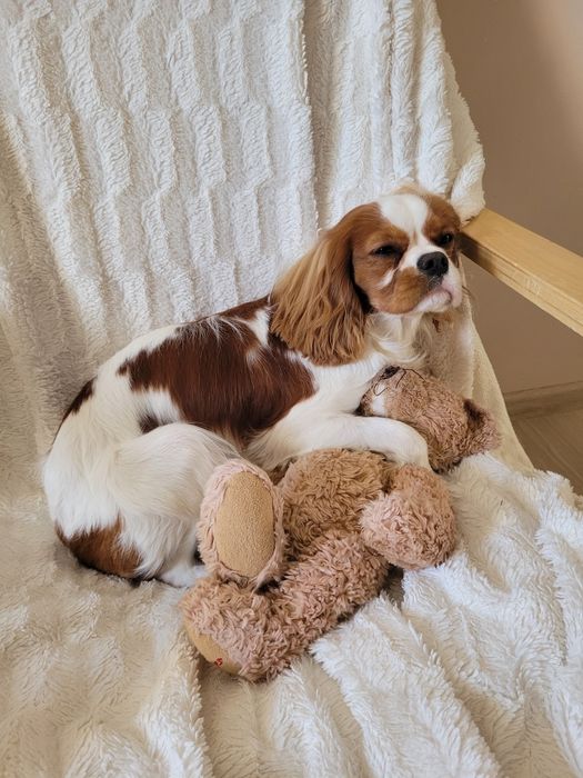 Кавалєр Кінг Чарльз Спаніель