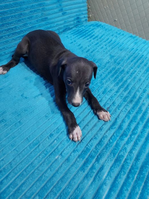 Chart Angielski Whippet piesek
