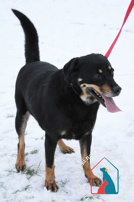 Ma wspaniały charakter - kocha ludzi, bawi się i wygłupia - adoptuj