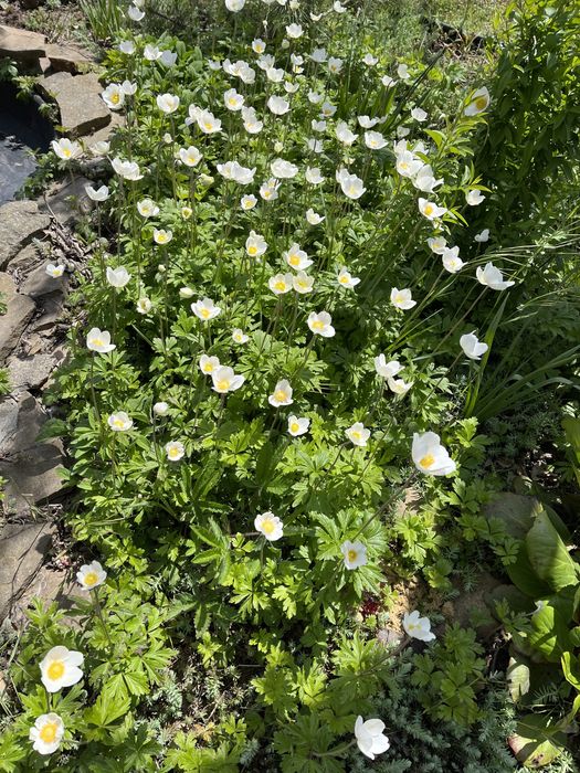 Анемона    белая