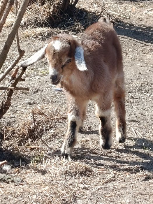 Карликовий АН. Возможно обмін
